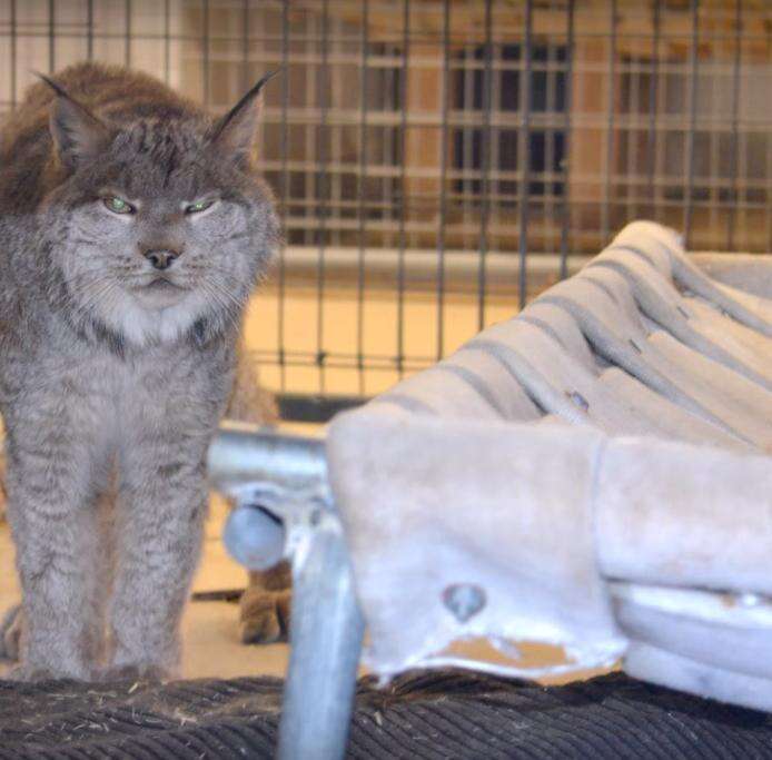 canadian lynx pet