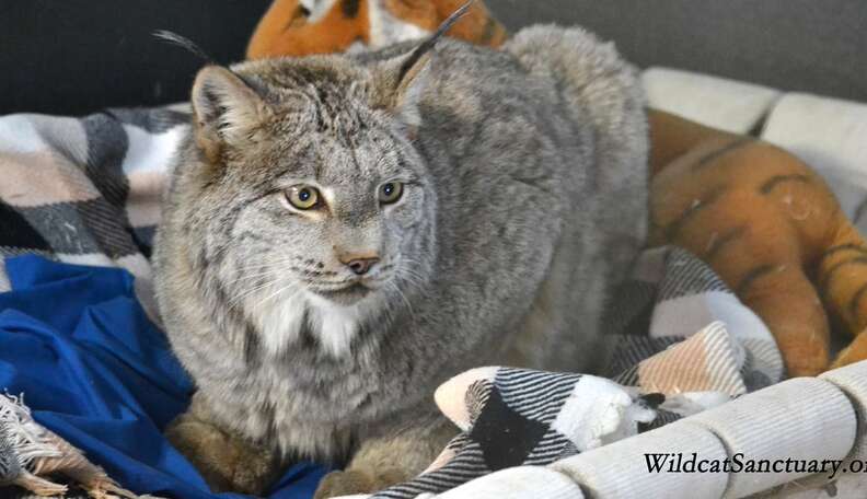 canadian lynx pet