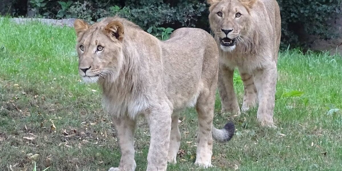 Lion Friends Escape Zoo Enclosure — And One Of Them Ends Up Dead - The Dodo