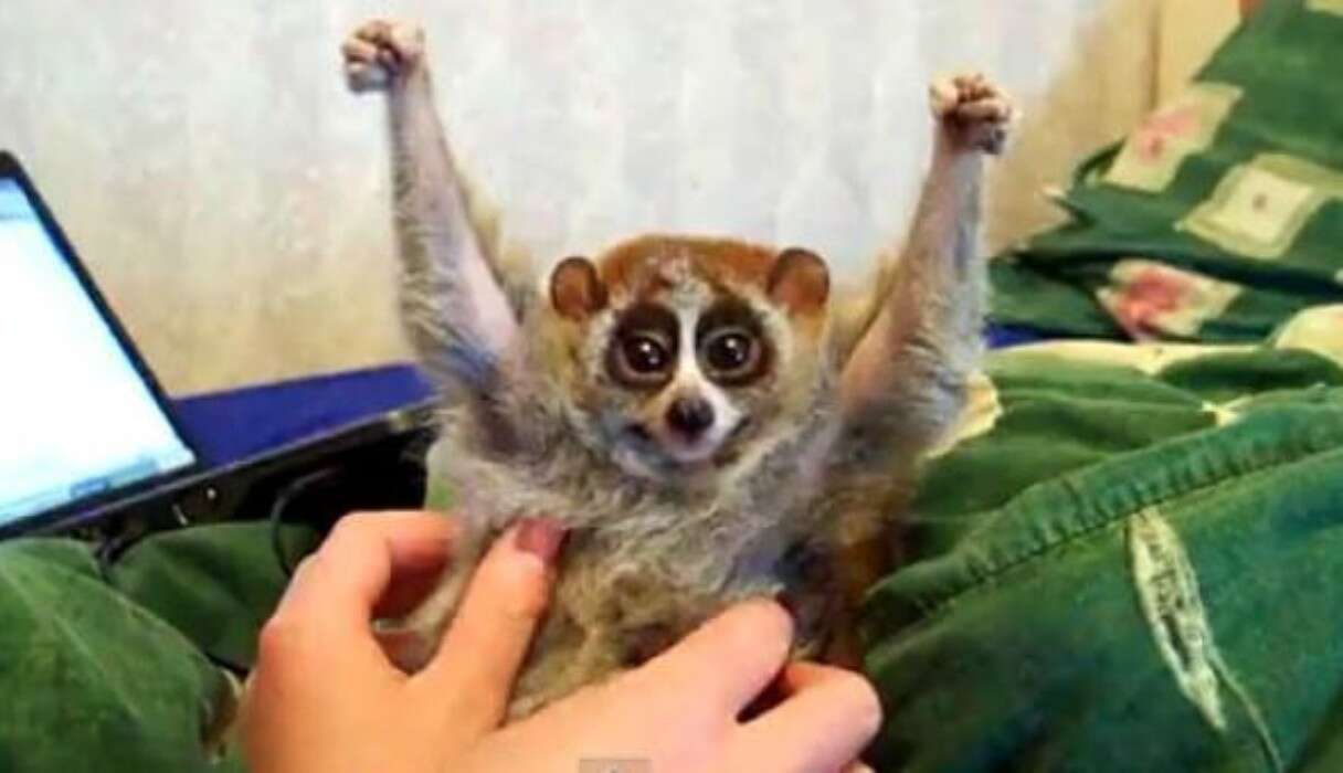 5 Completely Insane Attempts To Smuggle Animals Through Airport Security -  The Dodo