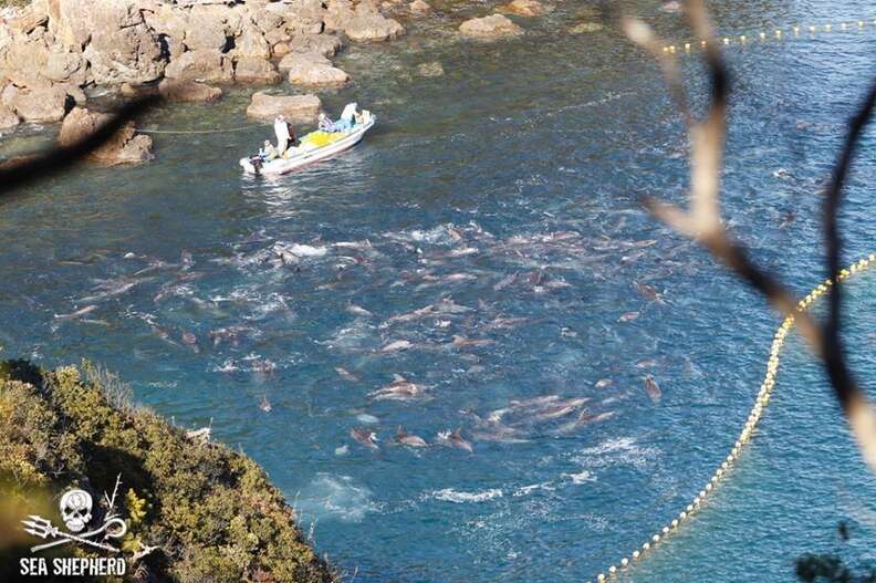 Dolphin superpod in Taiji, Japan, hunt