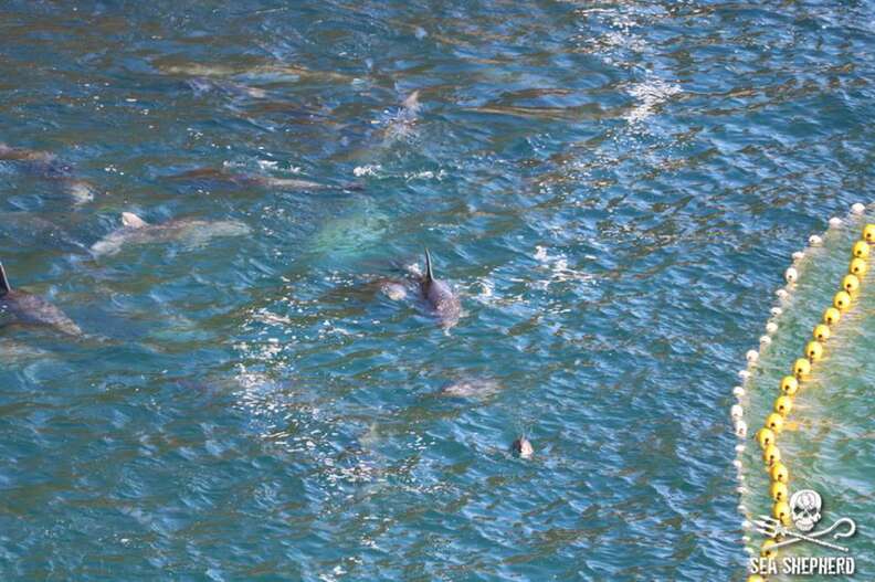 Mother and baby dolphin in the Taiji, Japan, hunt