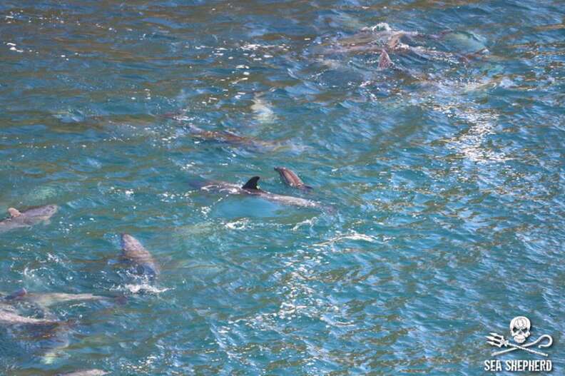 Mother and baby dolphin in the Taiji, Japan, hunt