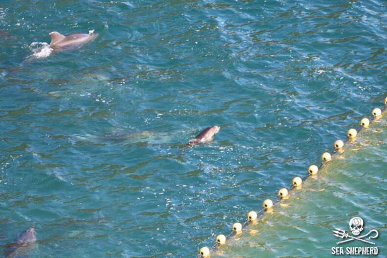 Mother and baby dolphin in the Taiji, Japan, hunt