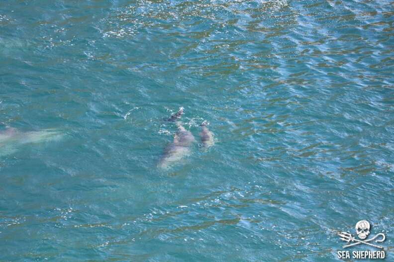 Mother and baby dolphin in the Taiji, Japan, hunt