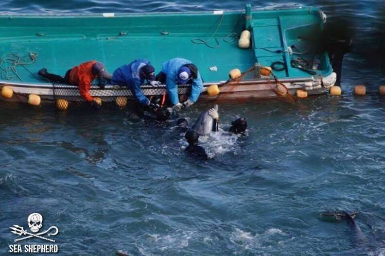 Dolphin taken captive in Taiji, Japan, hunt