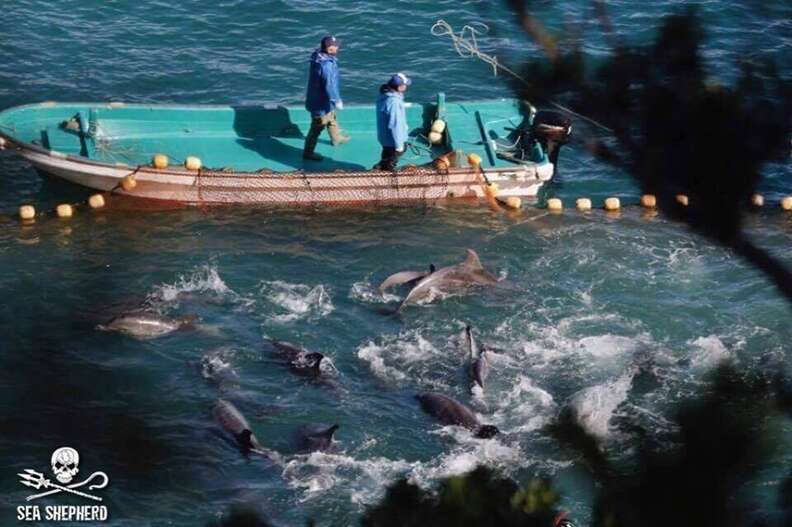 Dolphins held captive in Taiji, Japan, hunt