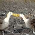 Love Is In The Air: 4 Birds with Incredible Mating Rituals