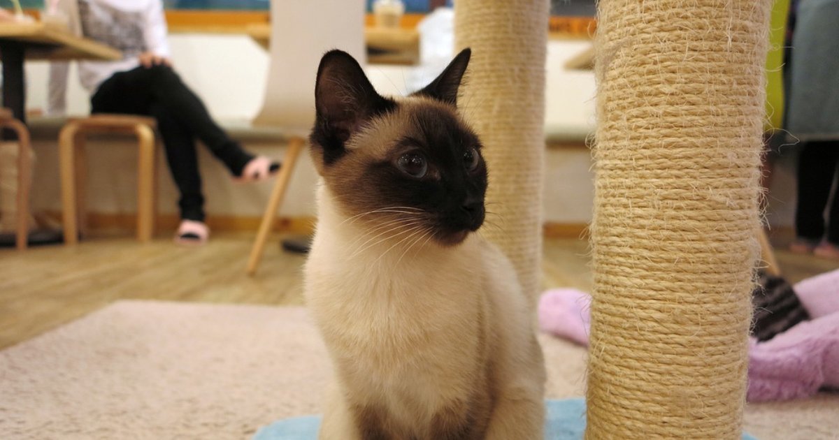  Cat  Cafe  Offers Purrfect Blend Kitty Adoption  With A Side 