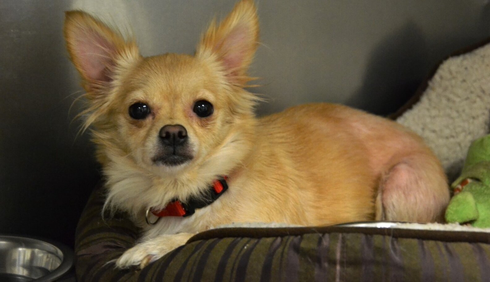 Dog Abandoned Outside Shelter With Heartbreaking Note - The Dodo
