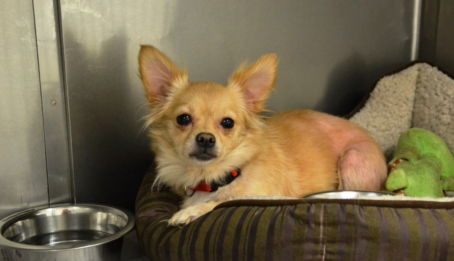 Dog Abandoned Outside Shelter With Heartbreaking Note - The Dodo