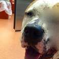 Pit Bull Was Stabbed Nearly To Death. Here's How People Brought Him Back To Life.