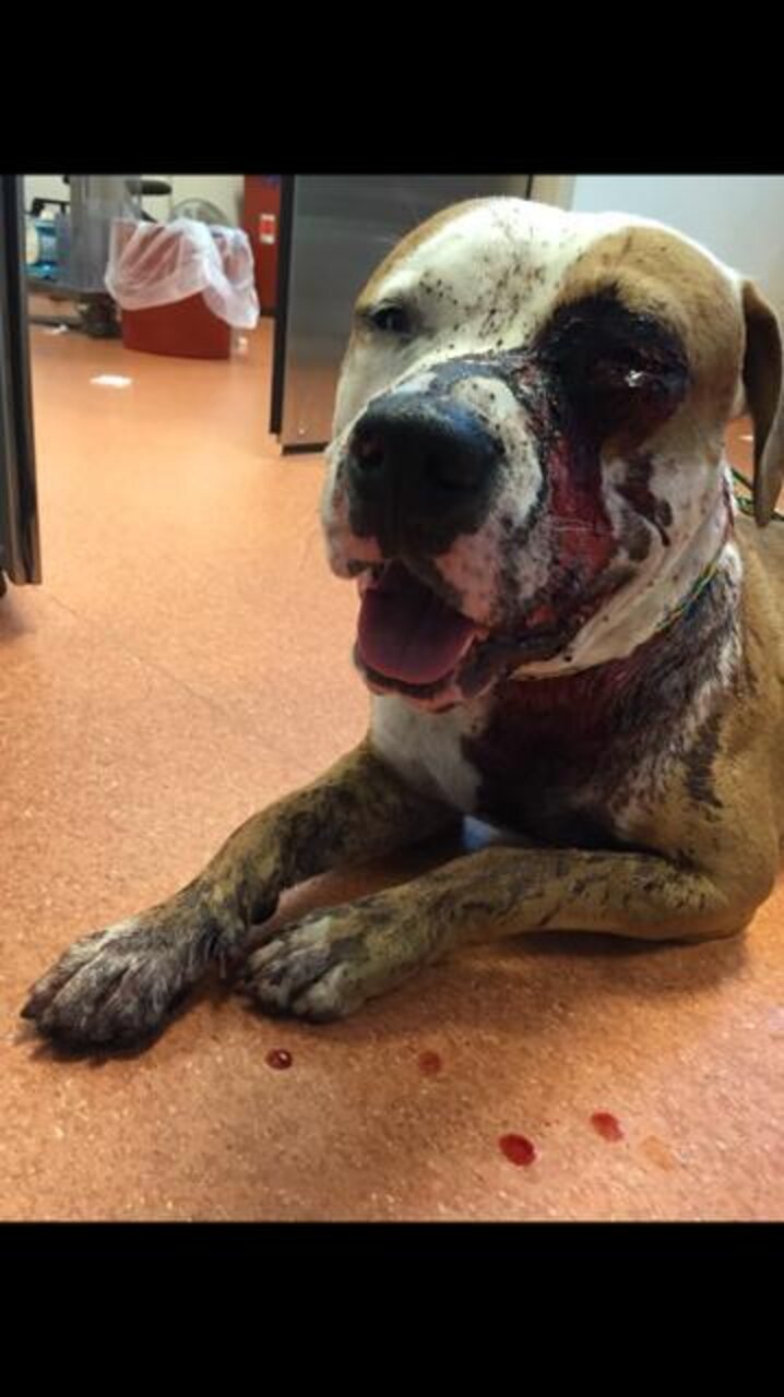 Pit Bull Was Stabbed Nearly To Death. Here's How People Brought Him