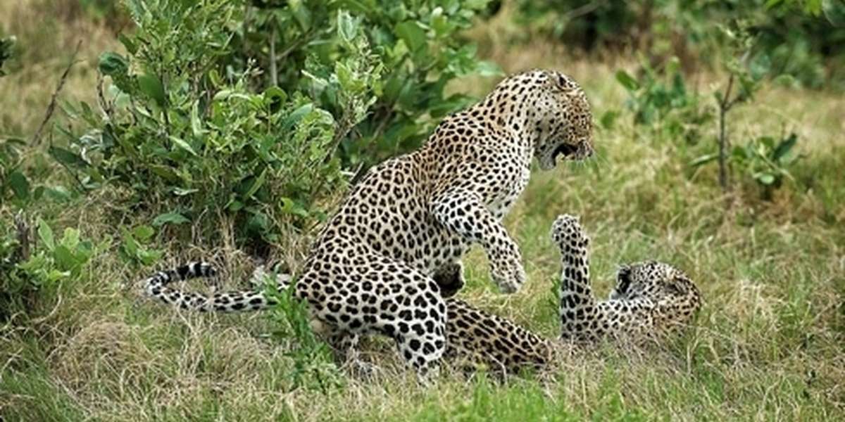 Leopards Are Facing An Even Greater Danger Than Trophy Hunters - The Dodo