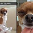 What To Do If Your Dog Eats Your Pot Brownie
