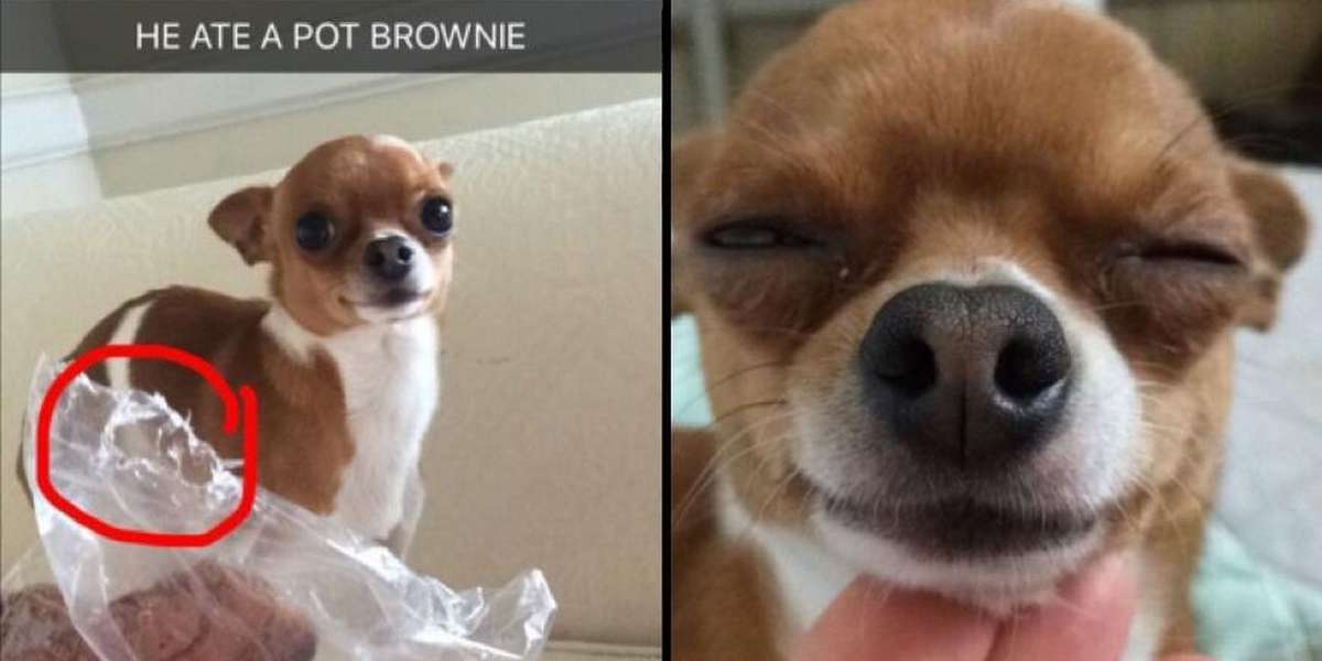 What To Do If Your Dog Eats Your Pot Brownie - The Dodo
