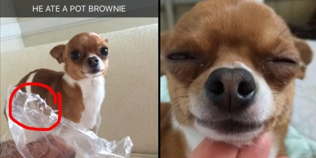 Dog ate 2025 chocolate brownie