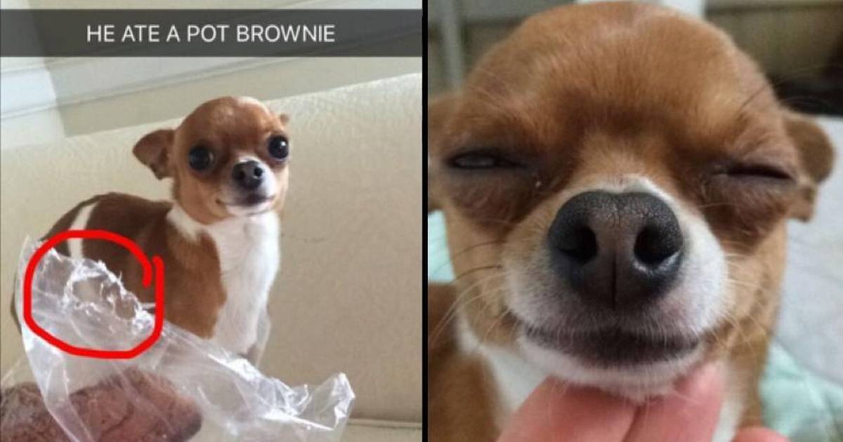 what happens if you give your dog a weed brownie