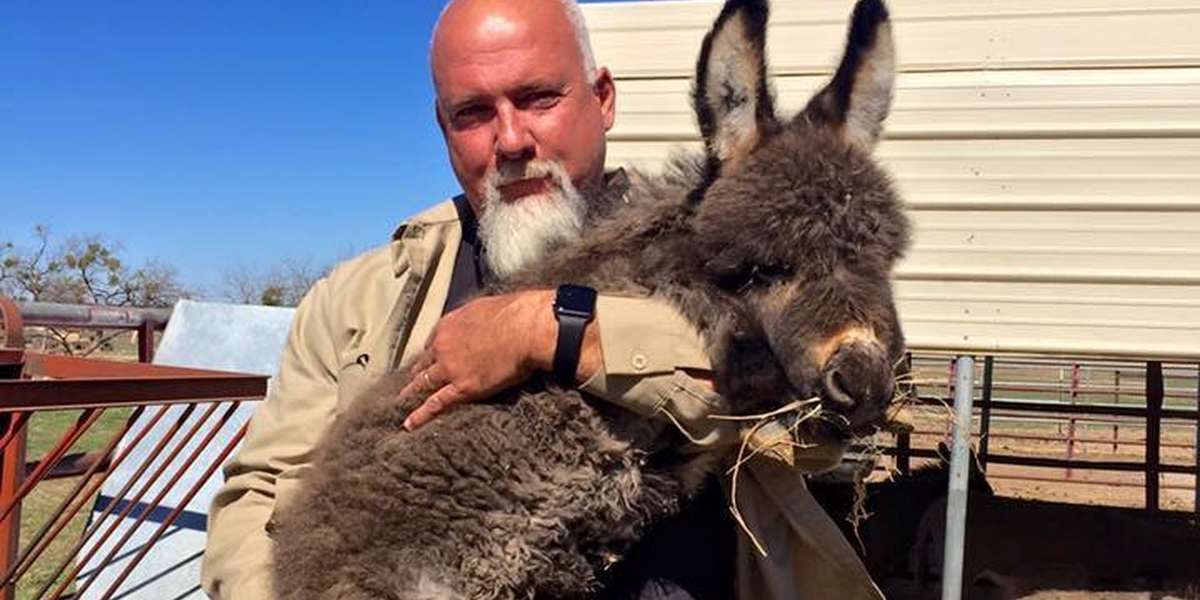 They Rescued A Tiny Donkey ... And Then 200 More Just Like Him - The Dodo