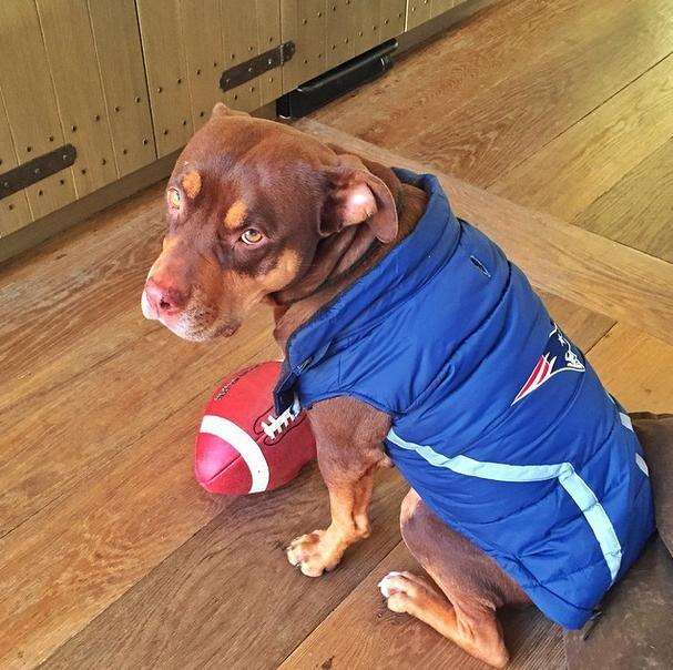 Tom Brady Has A Pit Bull Mix Named Lua And She s The Best The Dodo