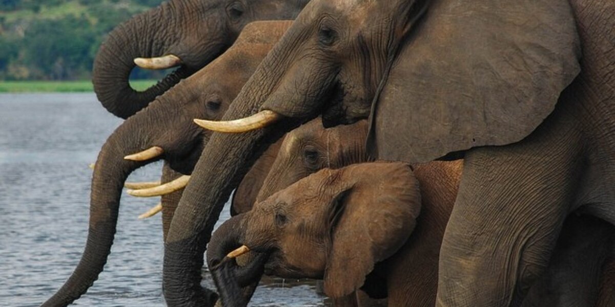 New Jersey Passes First Ever U.S. Law To Completely Ban Ivory And Rhino ...