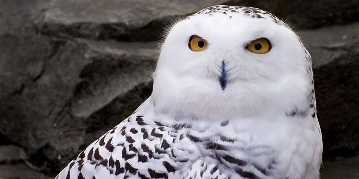 Follow The Epic Snowy Owl Migration In Real Time - The Dodo