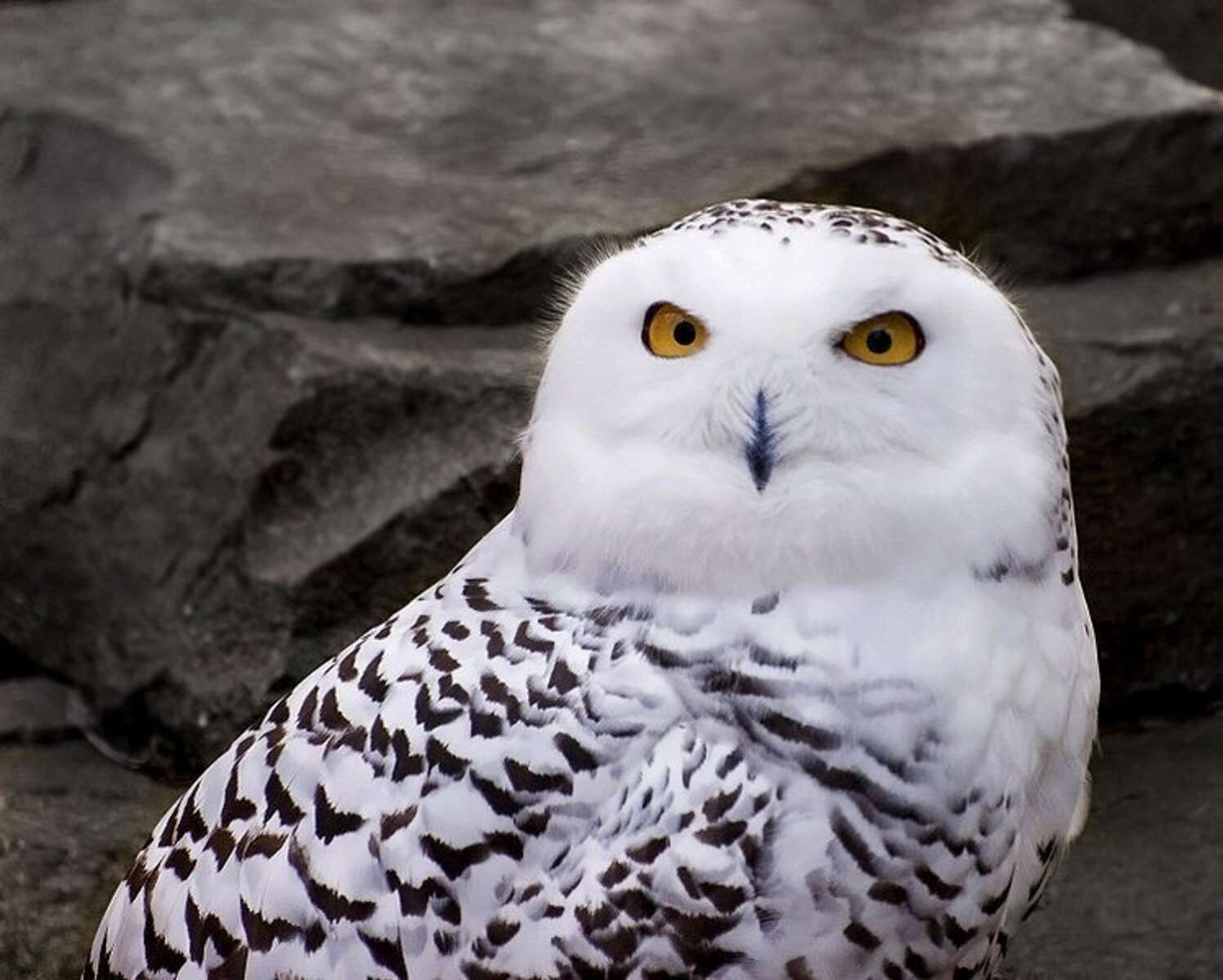 Follow The Epic Snowy Owl Migration In Real Time - The Dodo