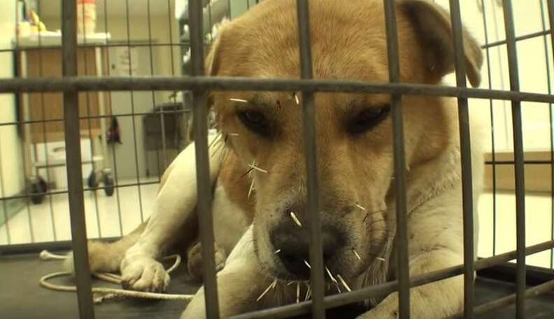 Homeless Dog Scared Of People — Until He Shows Up Covered In Quills ...