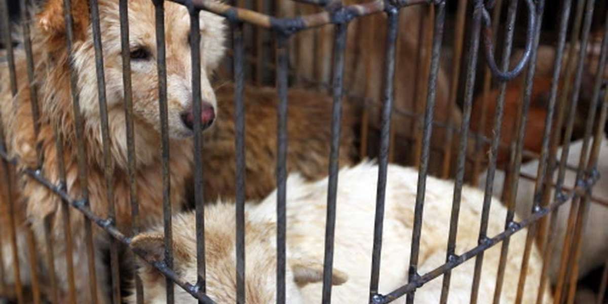 The Illegal Dog Meat Festival That Nobody Is Stopping - The Dodo