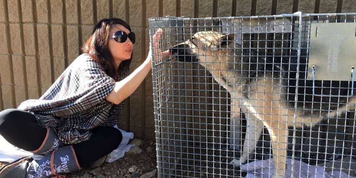 What It's Really Like To Trap And Rescue A Scared Dog - The Dodo