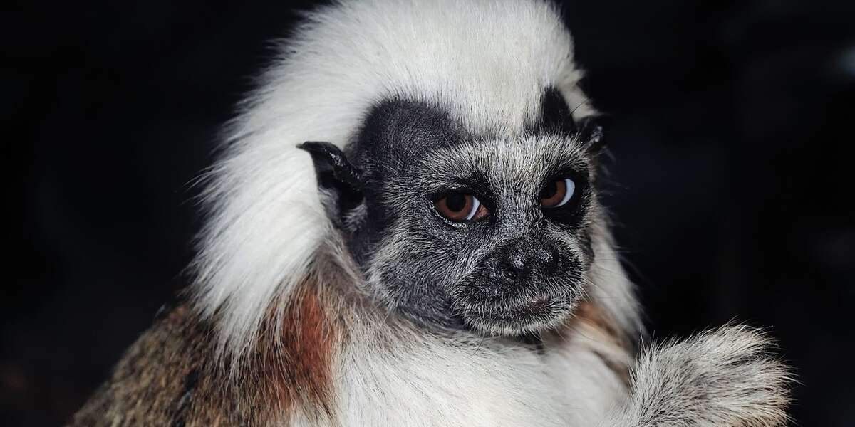 Endangered Monkeys Stolen In 