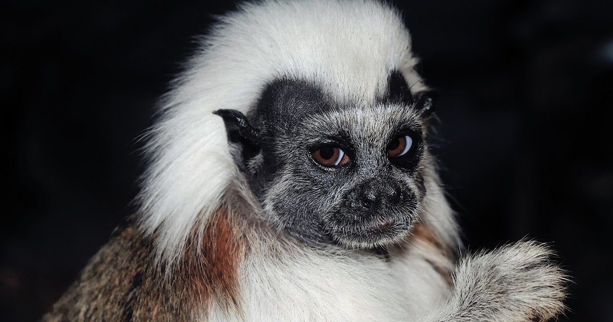 Endangered Monkeys Stolen In 