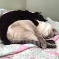 Response to cats who prefer to be the big spoon