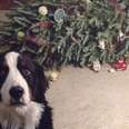 10 Ways Dogs Make Themselves Useful During The Holidays