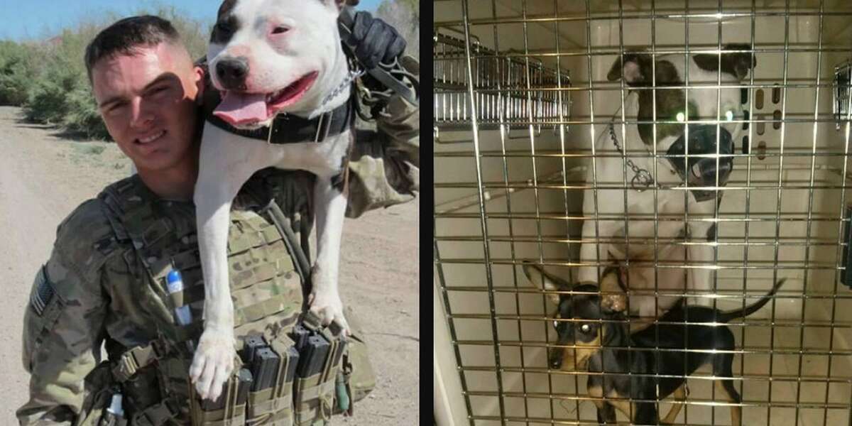 First Military Pit Bull Comes Home To A Cage And Muzzle - The Dodo
