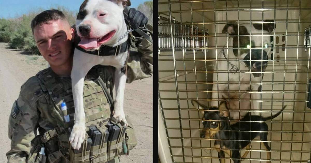 Pitbull store military dog