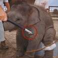 YES: Second State Bans Cruel Tool Used To Train Elephants