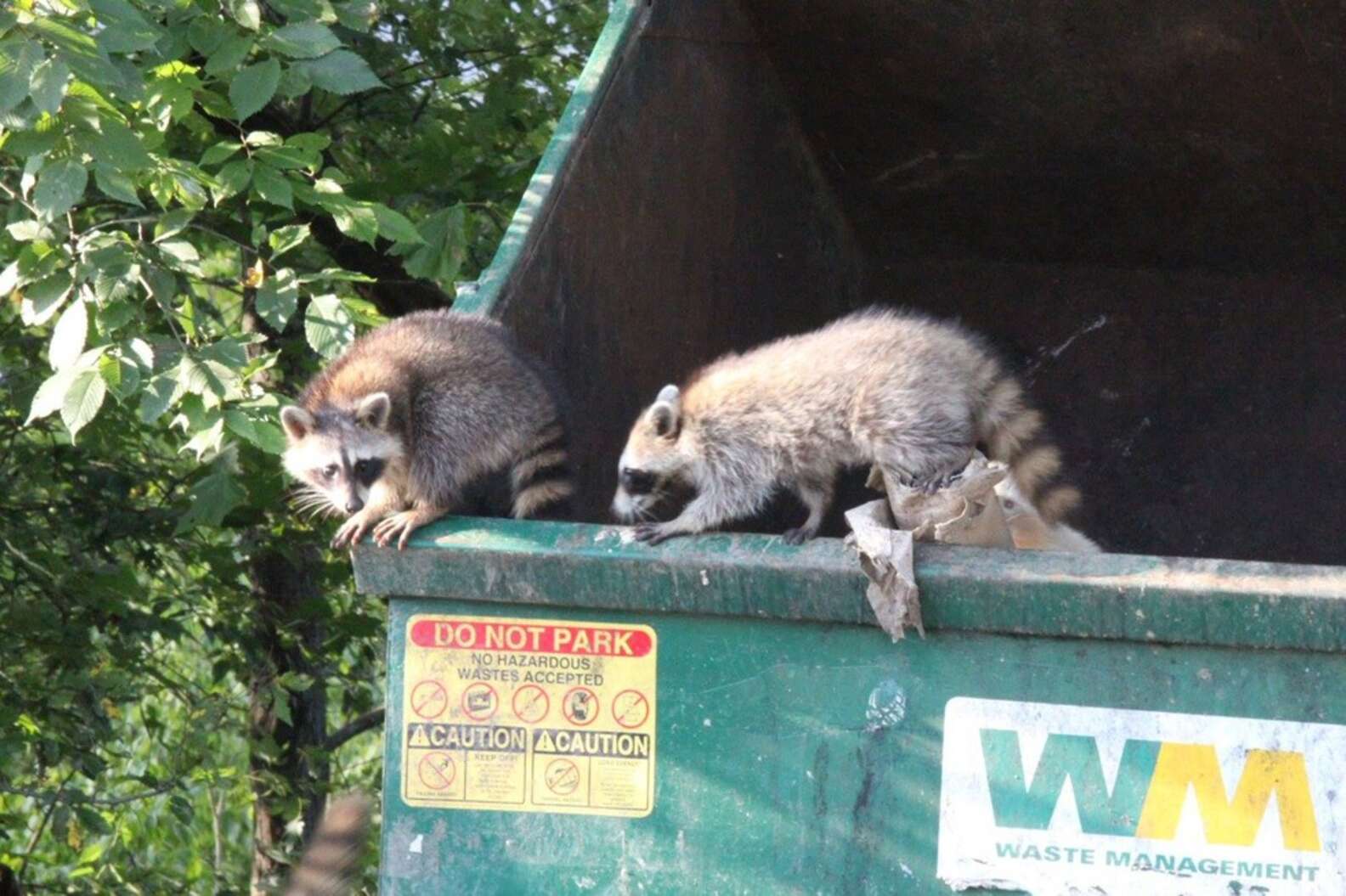 dumpster hears cries