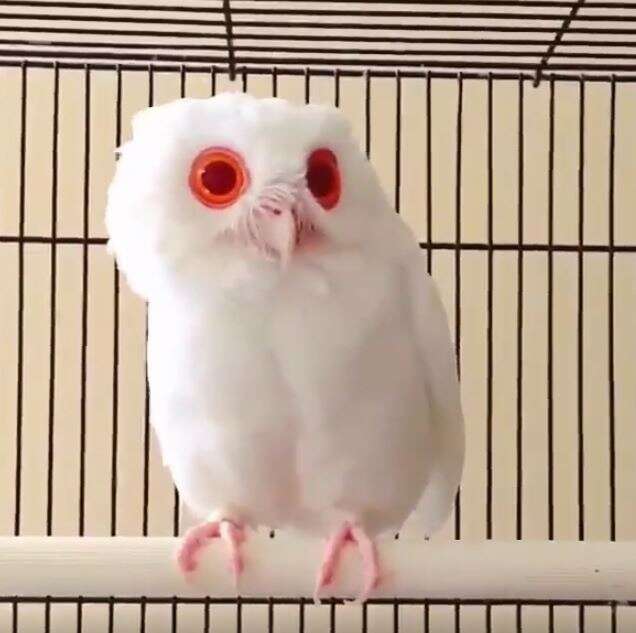 Is Albinism Harmful For Owls?