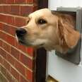 WATCH: Dogs Using Cat Doors