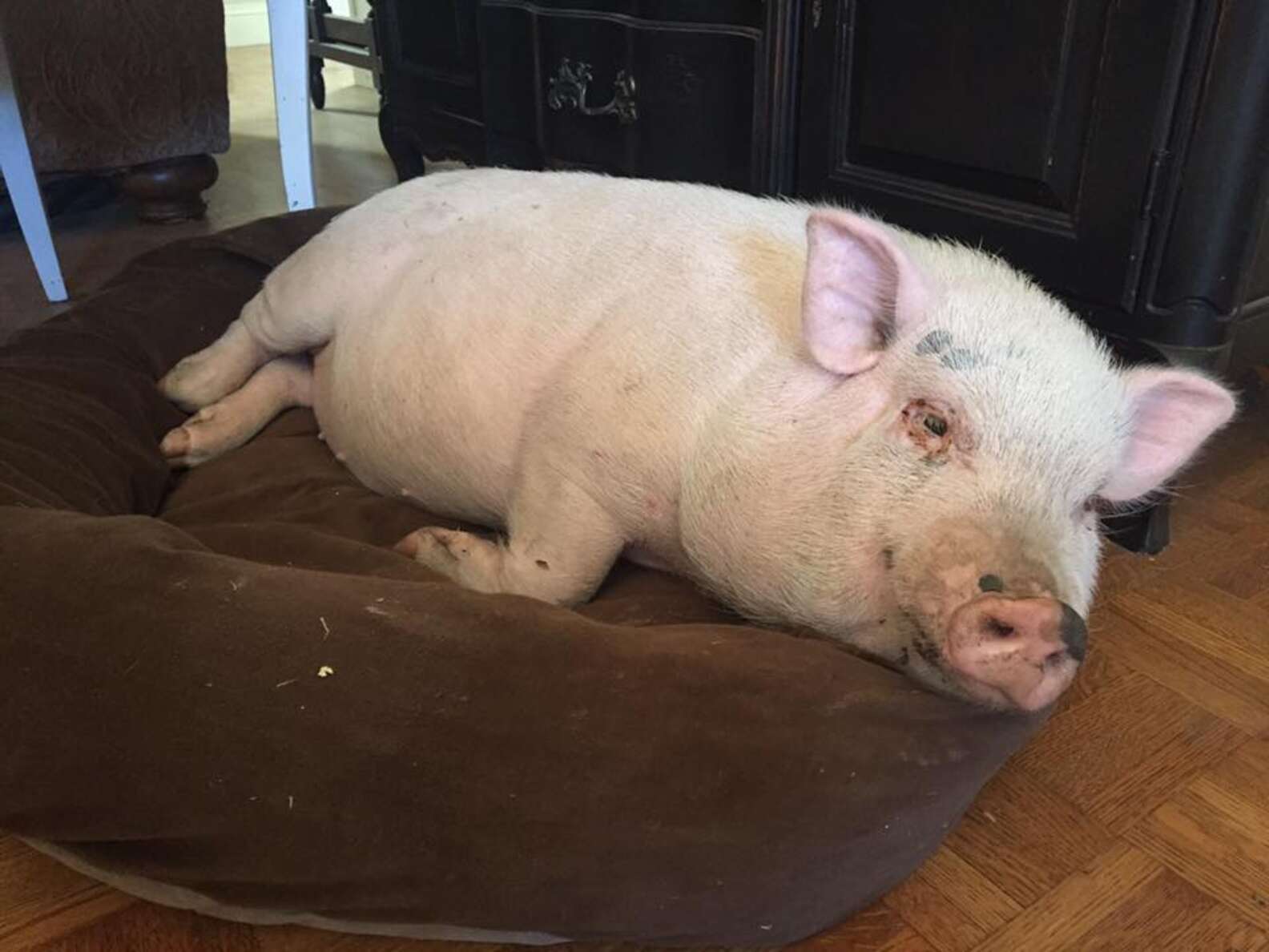 Foster Pig Decides He's Never Leaving This House - The Dodo