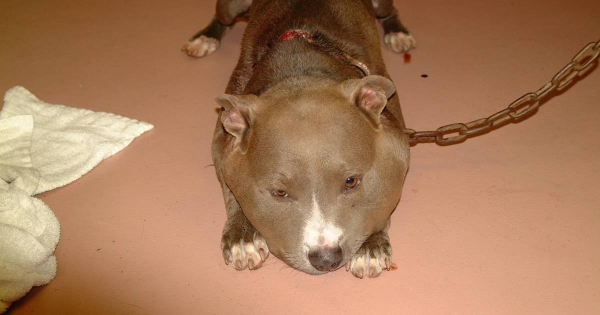 Pitbull on a outlet chain