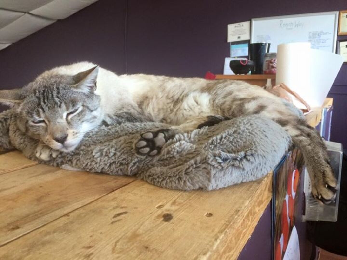 Ginetmalikblogc Cat Causes Surge In Cat Adoption Rates The Dodo