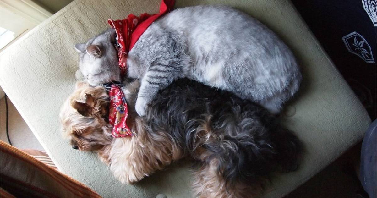 Cat and sale dog cuddling