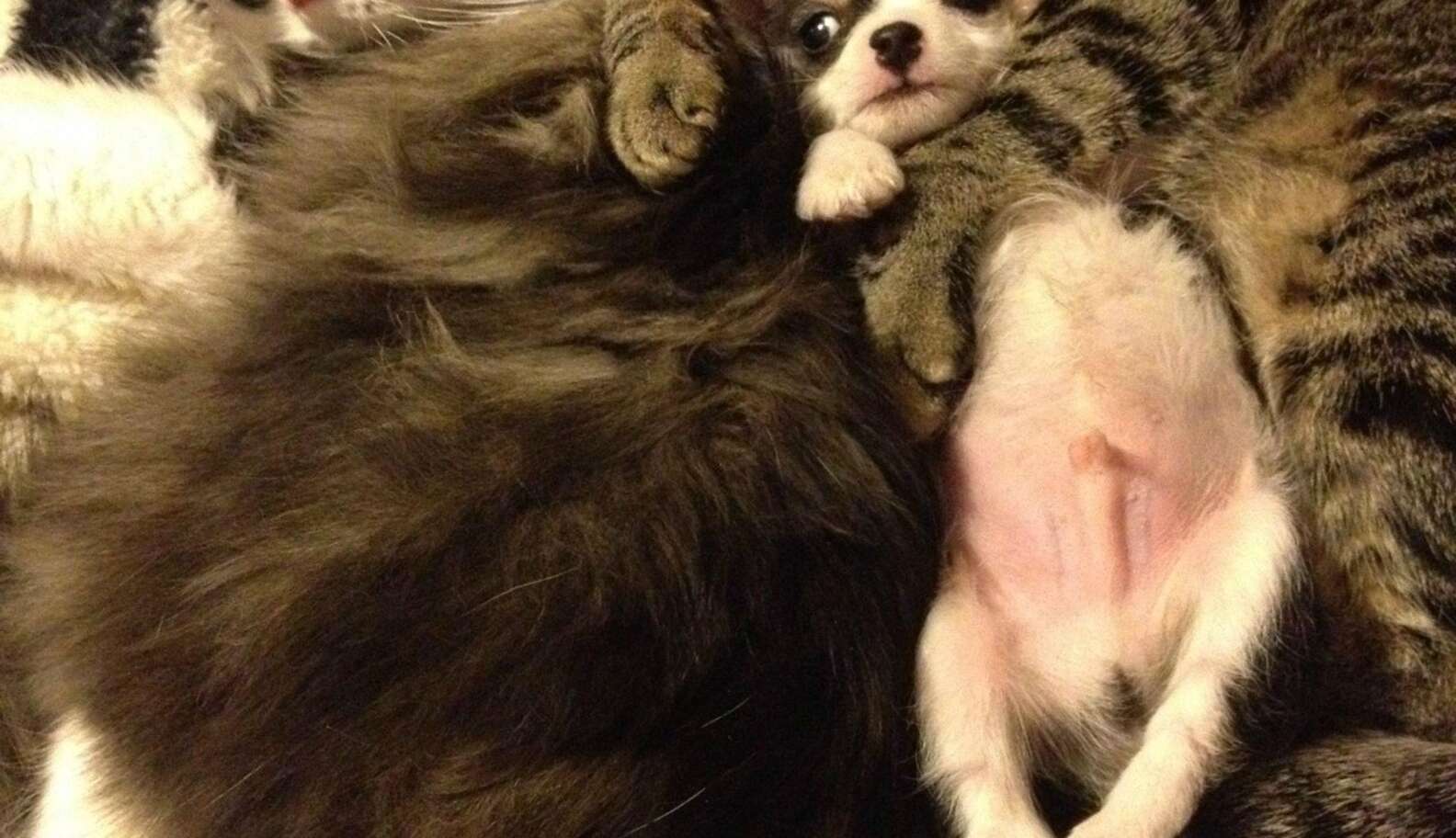 21 Cats Who Want To Cuddle Their Dogs And Won't Take No For An Answer ...