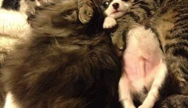 Pictures Of Cats And Dogs Cuddling