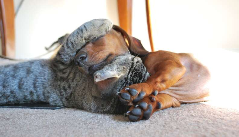 21 Cats Who Want To Cuddle Their Dogs And Won'T Take No For An Answer - The  Dodo