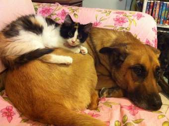 21 Cats Who Want To Cuddle Their Dogs And Won T Take No For An Answer The Dodo