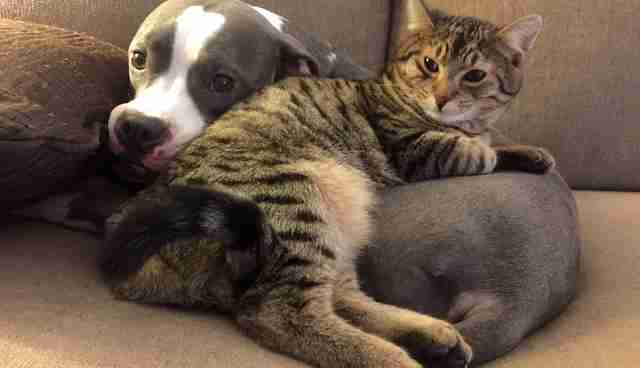 21 Cats Who Want To Cuddle Their Dogs And Won T Take No