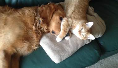21 Cats Who Want To Cuddle Their Dogs And Won T Take No For An Answer The Dodo